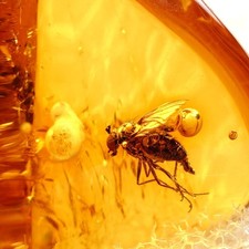 Bernstein Fossil mit Mücke – Seltene Inkluse für Sammler