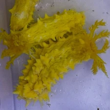 SMALL YELLOW SEA CUCUMBER Marine/Saltwater - Live Invertebrate REEF/SAFE