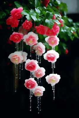 Imported Weeping Begonia Summer Flower Bulbs, PACK OF 5 BULBS