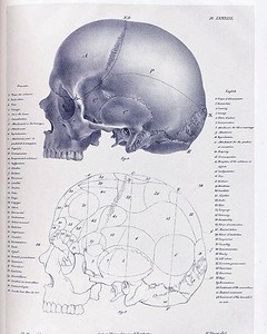 Skull Anatomy Chart