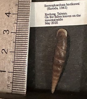 COLLECTION COQUILLAGE TERRESTRE : STEREOPHAEDUSA HORIKAWAI