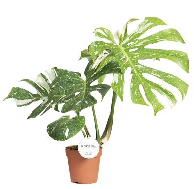 Monstera Thai Constellation 50-60 cm wei gefleckte Monstera Fensterblatt |  eBay.de