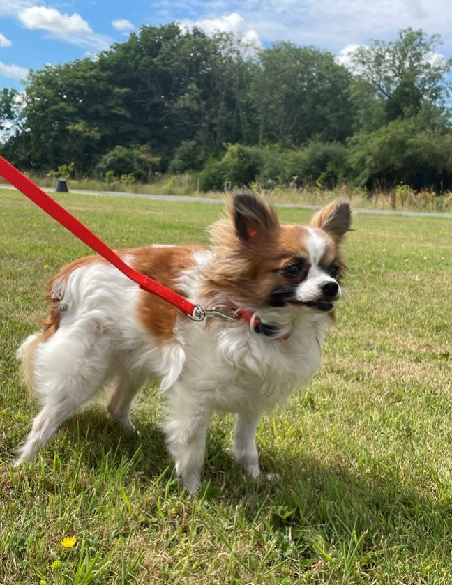 Guinzaglio addestramento cani cuccioli 50 piedi 15 m guinzaglio obbedienza 13 mm tessitura forte 19 colori foto 6