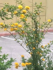 FLOWERS UKRAINE KHARKIV WAR 🌹✿🌷❀💐 photo digital virtual card #L004T0C by L.T.