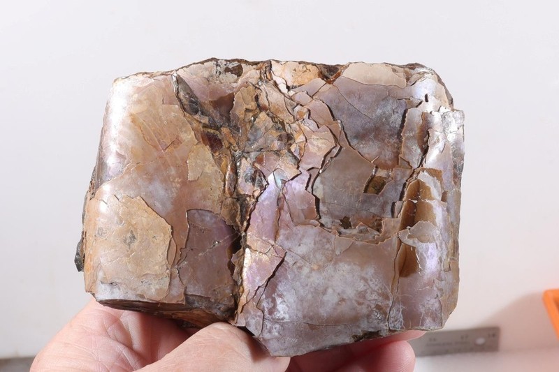 Fossil Pierre Shale Sutured Baculite Ammonite 1 lb 3 oz rough lot R
