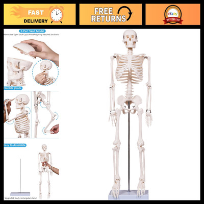 Realistic Human Skeleton Model 33.4'' with Stand, Removable Limbs for Anatomy Stu
