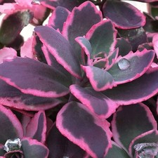 sedum DREAM DAZZLER potted plant - Visit our ebay store