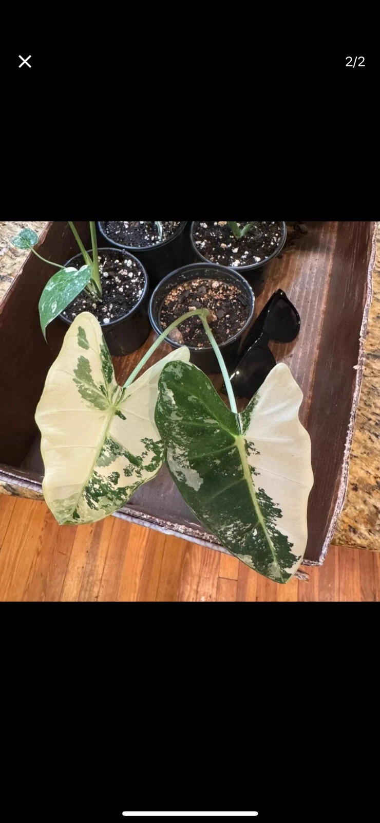 alocasia frydek variegated
Opens in a new window or tab