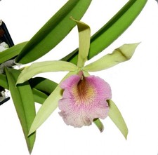 Bc Felicia Bc. Saint Andre X C. dowiana Pink Ivory Green Fragrant Orchid 4  Pt