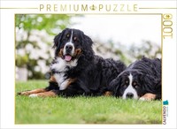 Calvendo Puzzle Bernese Mountain Dogs In Spring | 1000 Pieces, Finished Size 25.