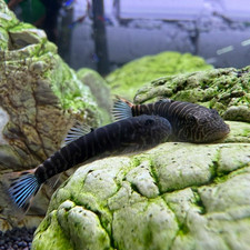 Blue Tail Hillstream Loach / RARE live fish