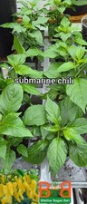 submarine chili 1 Plant