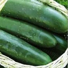 Thunder Cucumbers Seeds (20+ Seeds) | Non GMO | Vegetable Fruit Herb Flower Seed