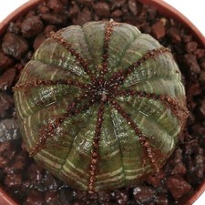 Euphorbia obesa DARK GREEN WITH BROWN MARKS C1284 - Baseball plant | Living base