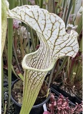 Sarracenia Uzushio