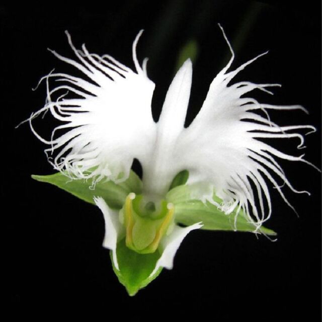 Orchid Seed 100 White Egret Orchid Seeds Heron Orchid