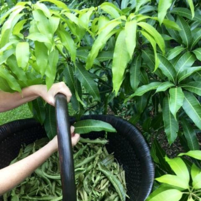 100 PCS Dried Mango Leaves Quality 100%Mango Leaves Natural Tea ! Fresh