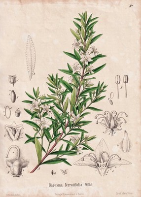 Buchu Bucco Bukkostrauch Blume flower Botanik botany Schmidt Lithograph 1860