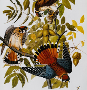 1979 American Kestrel Sparrow Hawk Color Plate Print Audubon Birds America F15J