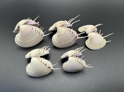 Vintage Panamic Comb Venus Clam Shells Collected 1975 Matchen Bay Nayarit Mexico