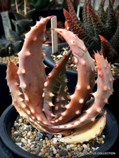 RARE ALOE ACULEATA V. CROUSIANA exotic succulent agave hardy plant seed 10 SEEDS