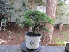 SPECIMEN BONSAI TREE JUNIPER PROCUMBENS NANA/O6