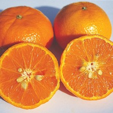 100+ Hamlin Orange Seedss (Citrus sinensis) Sweet Orange