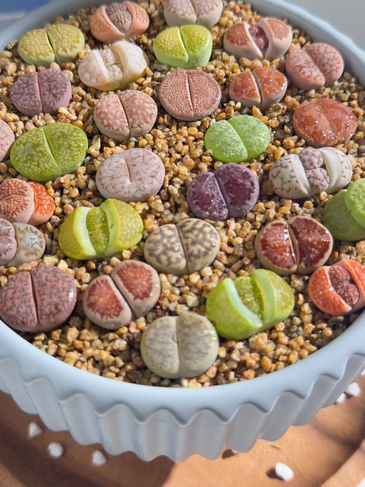 Live 10pc Lithops assorted succulents, 0.6-0.8" Bare root Wedding Favors - Image 2 of 4