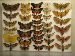 Box 1 37 Specimens British Moths Butterflies Insect Entomology Taxidermy