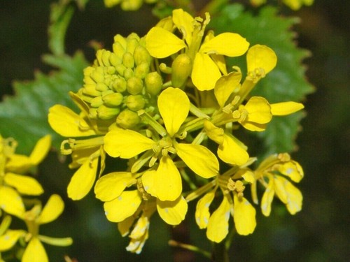 Senape selvatica - Sinapis arvensis - Field Mustard 4000+ semi seeds samen E 161