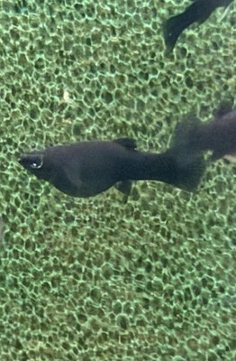 6 pack  Black Mollys /Live Fish Tropical Fish/ High Quality /US Bred /