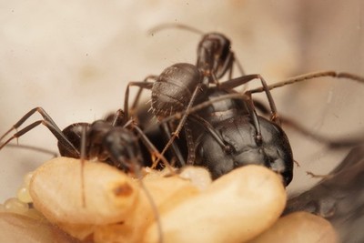 Black Carpenter Ant Queen 1-5 WORKERS, Camponotus Pennsylvanicus, FEEDER ONLY.