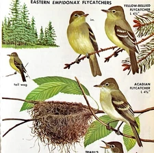 Eastern Empidonax Flycatchers Varieties 1966 Color Bird Art Print Nature ADBN1p