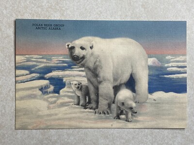 H1917 Postcard The House of Yesterday Hastings Museum NE Nebraska Polar Bear