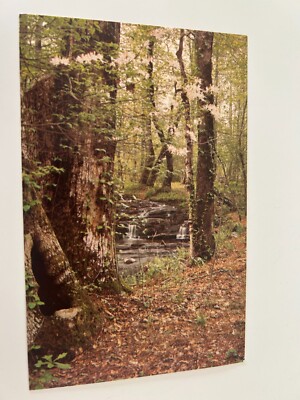 Callaway Gardens Pine Mountain Georgia Postcard
