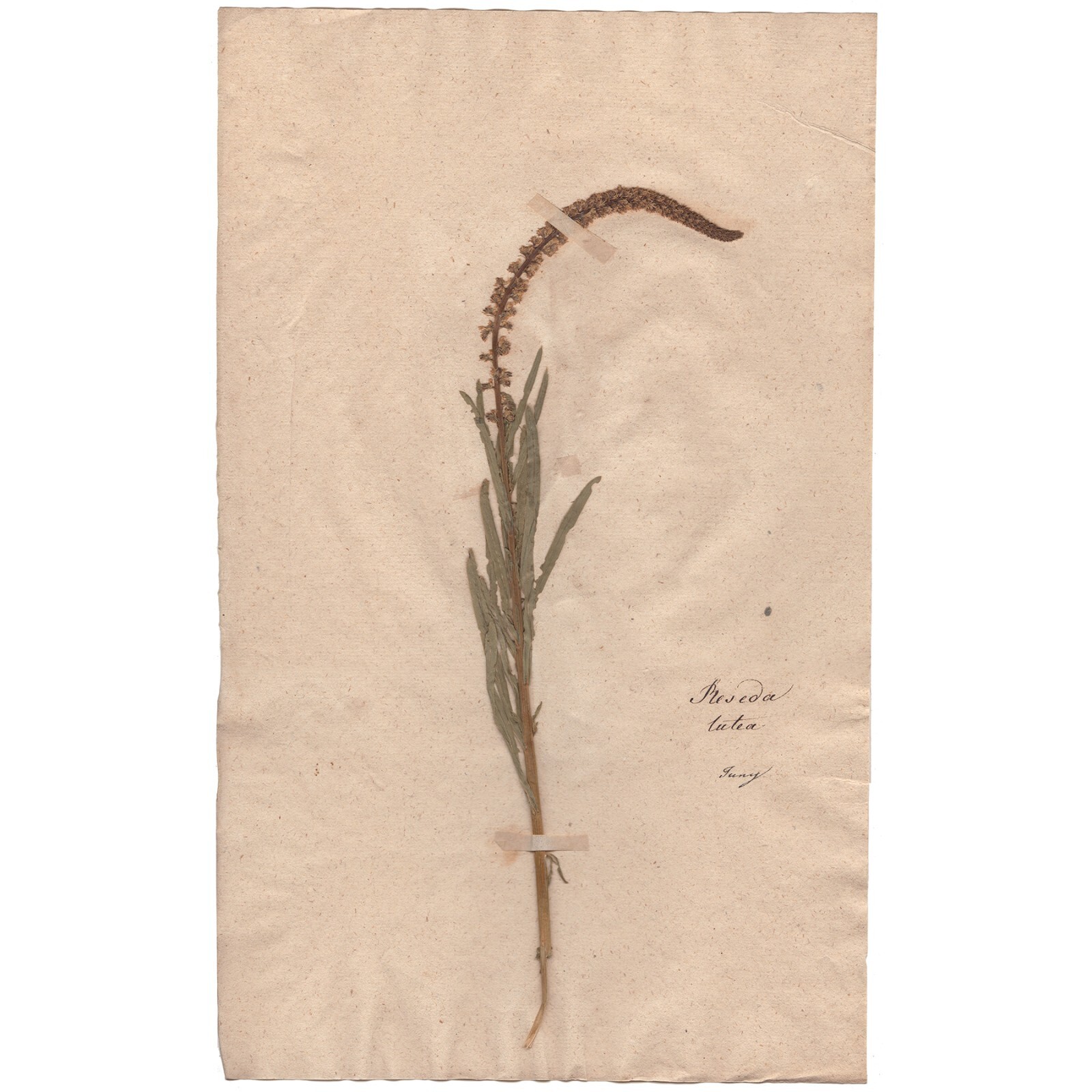 Antique 1790 herbarium dried flower scientific specimen #35 Wild Mignonette