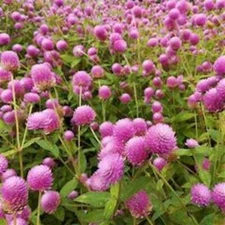 200 Raspberry Cream Globe Amaranth Gomphrena Seeds. USA Seeds. Organic. Ships fr