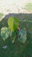 Real Picture Monstera Marmorata Threecolor Variegated 5 Leaves