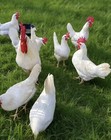 24 + Purebred Pearl White Leghorn Chicken Fertile Hatching Eggs Plus extra — photo 1