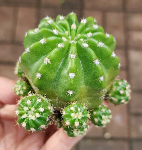Echinopsis Green Tone Rooted Rare Cluster Form Cactus Last One - Picture 3 of 7