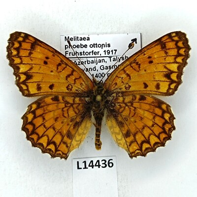 Nymphalidae, Melitaea phoebe ottonis, male, A2-, Azerbaijan