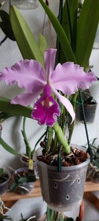 Cattleya warscewiczii Rückbulben ( Cattleya Hardyana ) Teilstück