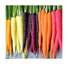 Rainbow Carrot Seeds for Planting Heirloom Packets 750 Seeds – Plant & Gro