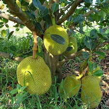 Jackfruit Live Fruit Plant Tree Ready To Plant Artocarpus Heterophyllus no pot