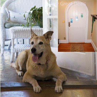 dog scratching screen door