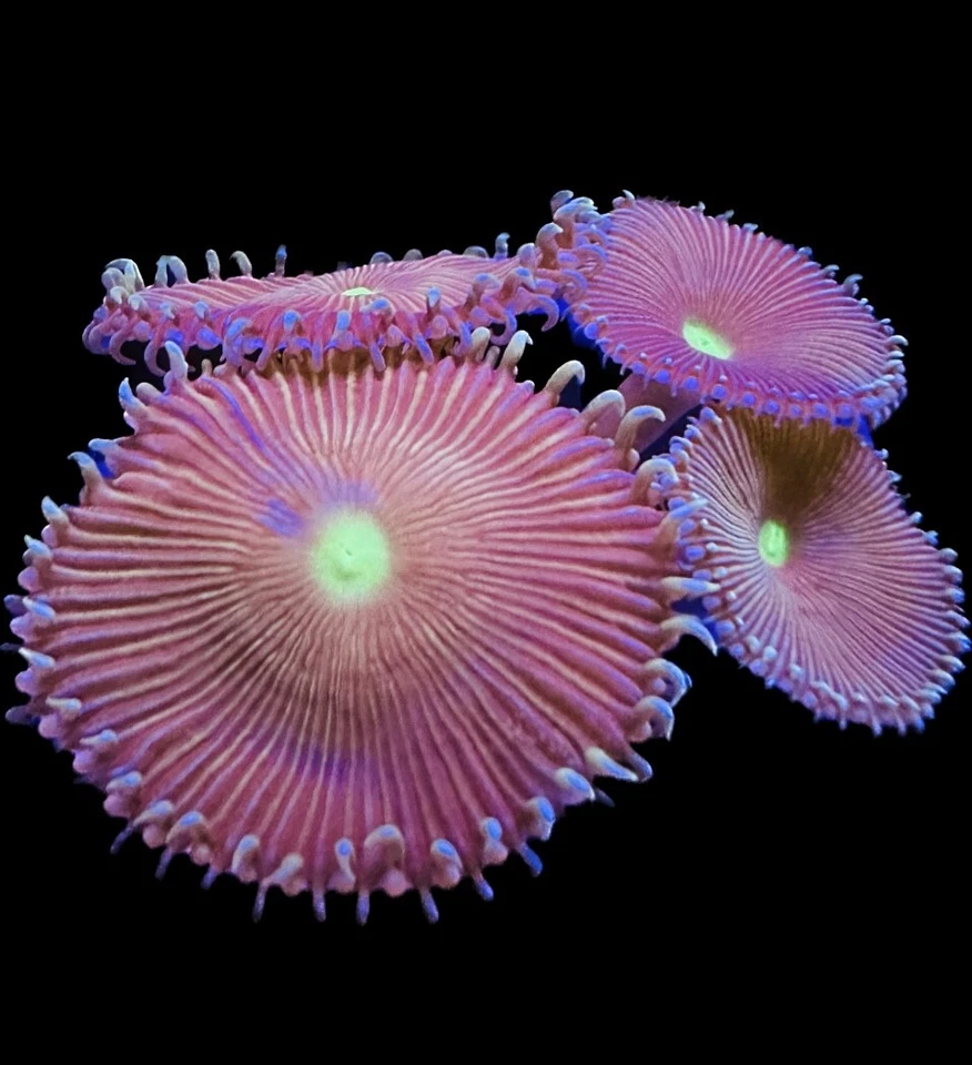 CORAL AQUA CULT Live Coral Paly Zoa Giant Lotus 2-3 Polyps