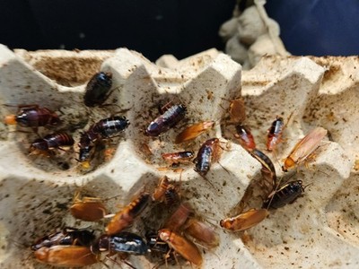 Live Feeder-Red runner Roaches- Breeding colony- 50 females-20 males-Adults 