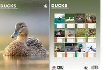 Ducks 2026 Calendar - A3 Size 30 x 42 cm