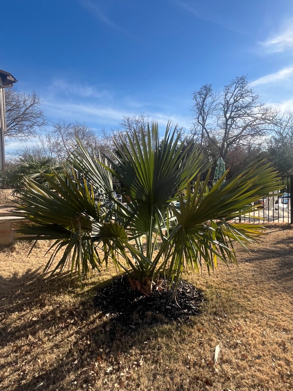 Sabal louisiana seedlings **VERY COLD HARDY and fast growing!**