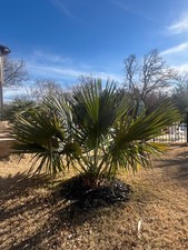 Sabal louisiana seedlings **VERY COLD HARDY and fast growing!**